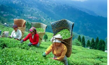 Darjeeling